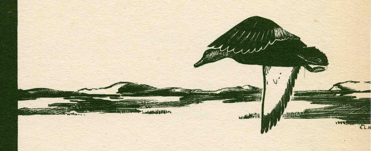Dark green ink drawing of a goose in flight, wings angled steeply, over a low marsh with dunes and strips of open water along the horizon.