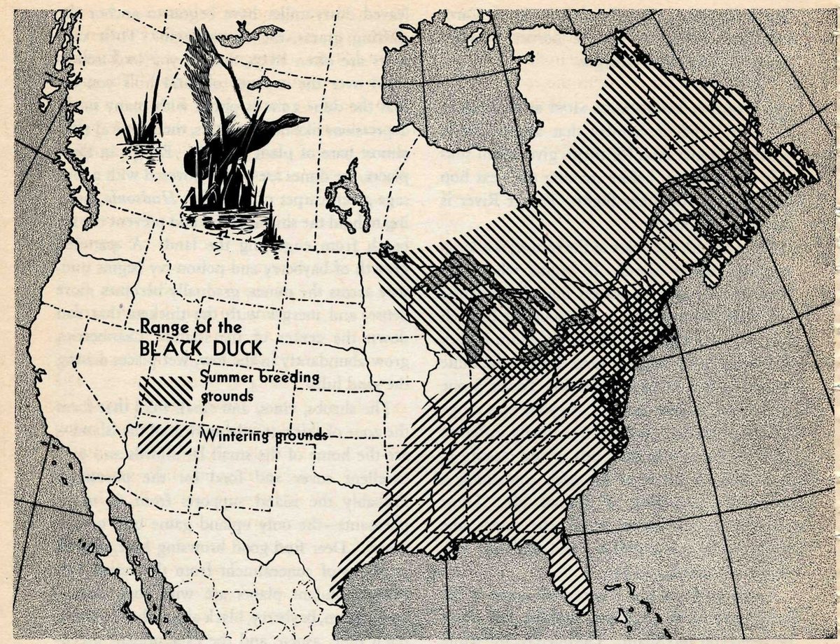 Range of the BLACK DUCK. Summer breeding grounds. Wintering grounds. — Map of North America in two kinds of hatching: breeding grounds across eastern Canada and the northeastern states, wintering grounds along the Atlantic coast and Gulf states. A black duck among reeds fills the upper left.