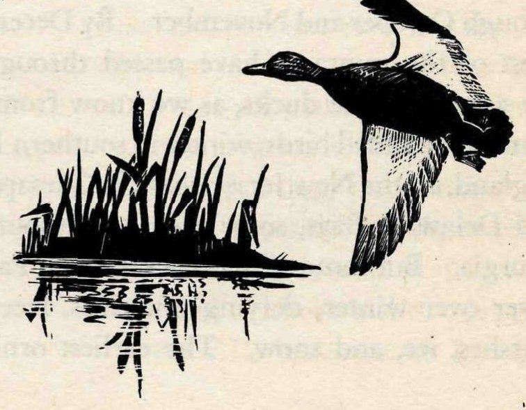 Black-and-white woodcut of a duck in flight, wings spread, passing a clump of cattails and reeds that stands in still water and is reflected in it.