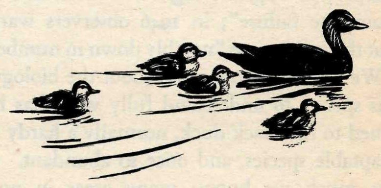 Black-and-white drawing of a duck swimming on open water at upper right, followed by four ducklings spread out behind her.