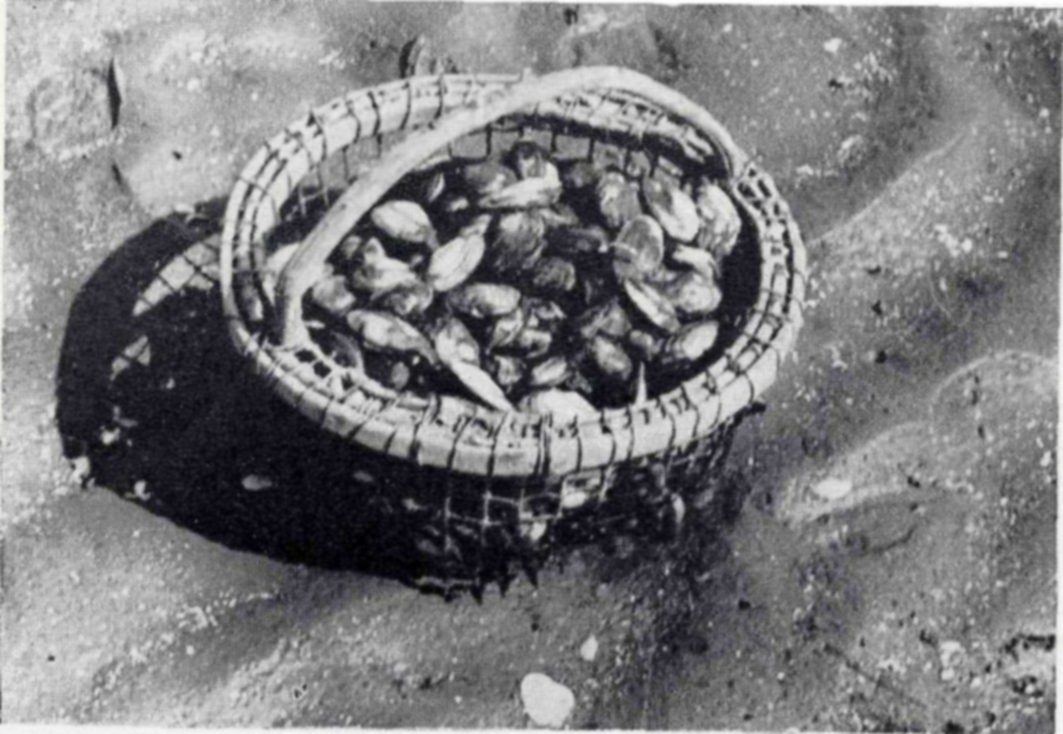 Photograph of a woven basket with a handle, heaped with clams, sitting on rippled wet sand.