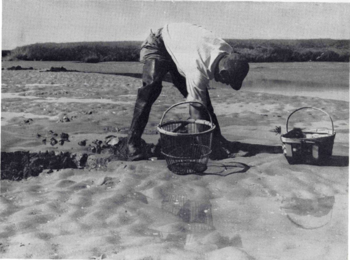Below: a clammer on Alewife Flats, Plum Island River. Digging is possible for about 3 hours on the ebb tide. A good yield per tide is 12 baskets, average is much less. Above, right: a Fish and Wildlife Service scientist surveys clam flats to find reasons for the periodic scarcity of clams. — Photograph of a man in tall boots bent over a dug hole on a wide sandy flat, with two baskets beside him and a marsh edge behind.