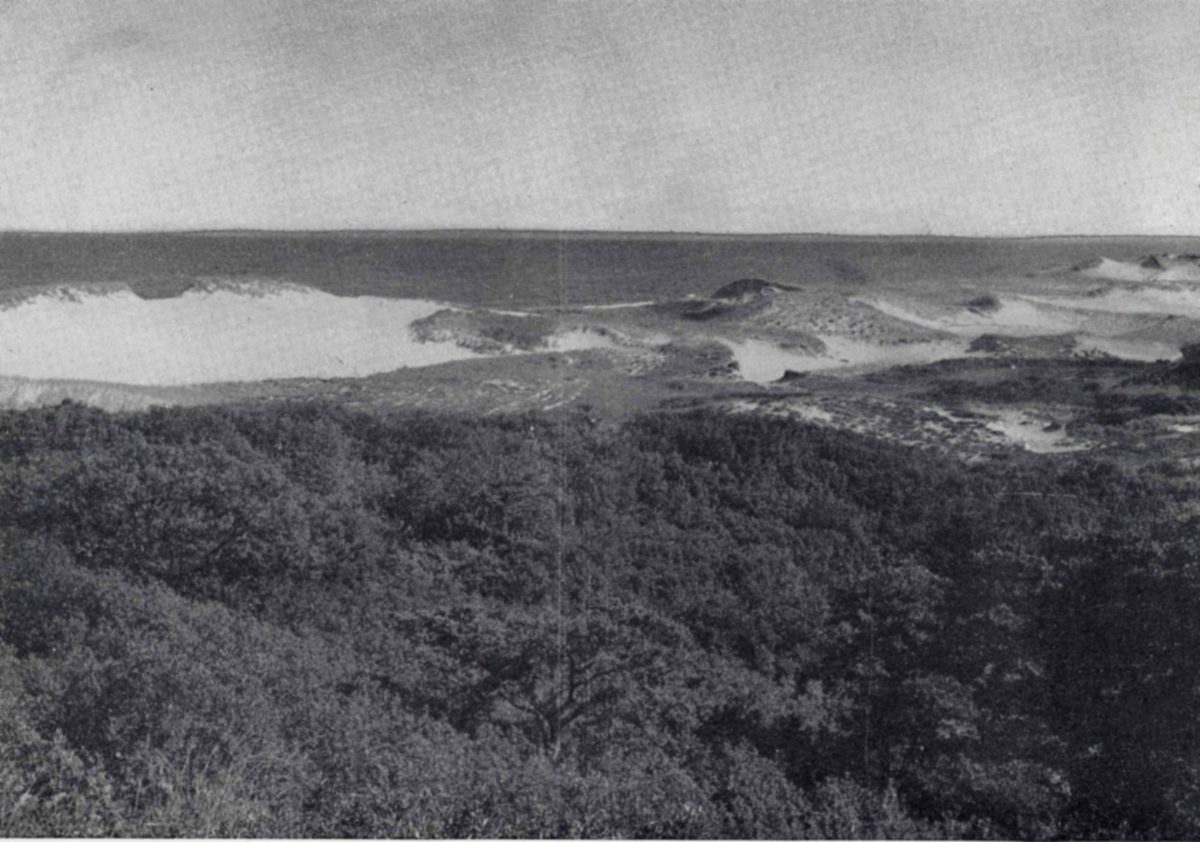 A panoramic view of Plum Island may be had from any high dune, from the bordering ocean in the east across dunes and thickets to the marshes. — Photograph looking over a dense thicket of shrubs and small trees in the foreground to pale sand dunes, with the ocean and a wide pale sky beyond.