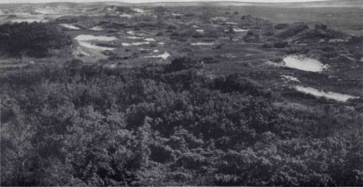 Photograph from above of dense shrubs in the foreground and, beyond them, rolling dunes with scattered bare sandy patches, a flat marsh stretching away at upper right.