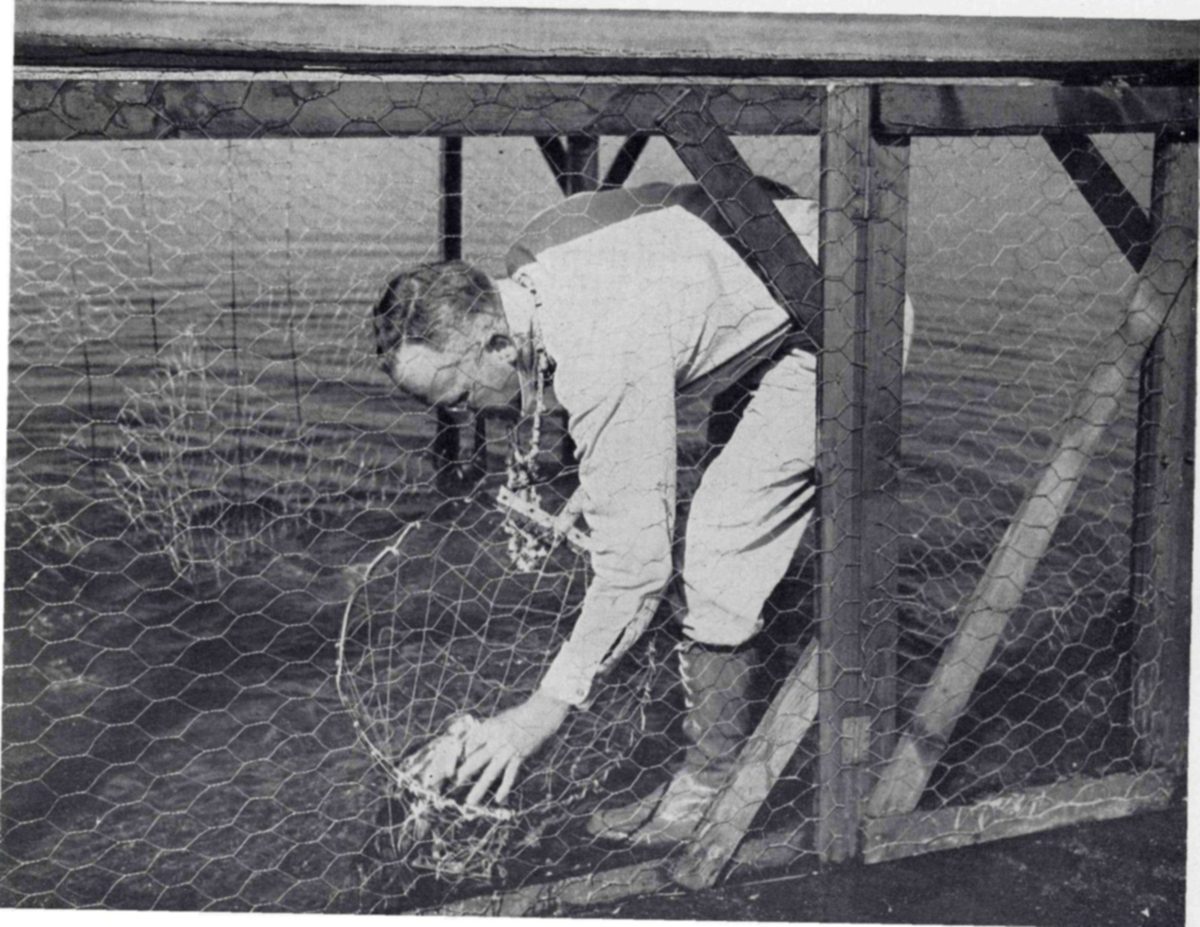 Photograph of a man bending inside a wooden-framed pen covered in wire mesh on the edge of the water, reaching down to the mesh floor.