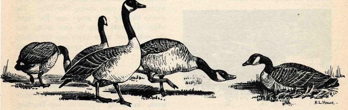 Ink drawing of five Canada geese on grass with black necks and white chin patches: one stands tall at the centre, others feed or bend forward, and one sits at the right.