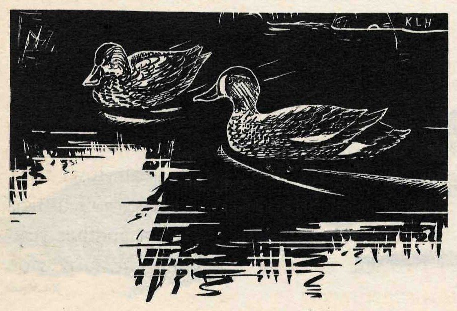 Woodcut of two ducks swimming side by side on dark water among reeds, the nearer one with a pale-streaked head and white patches on its wing.