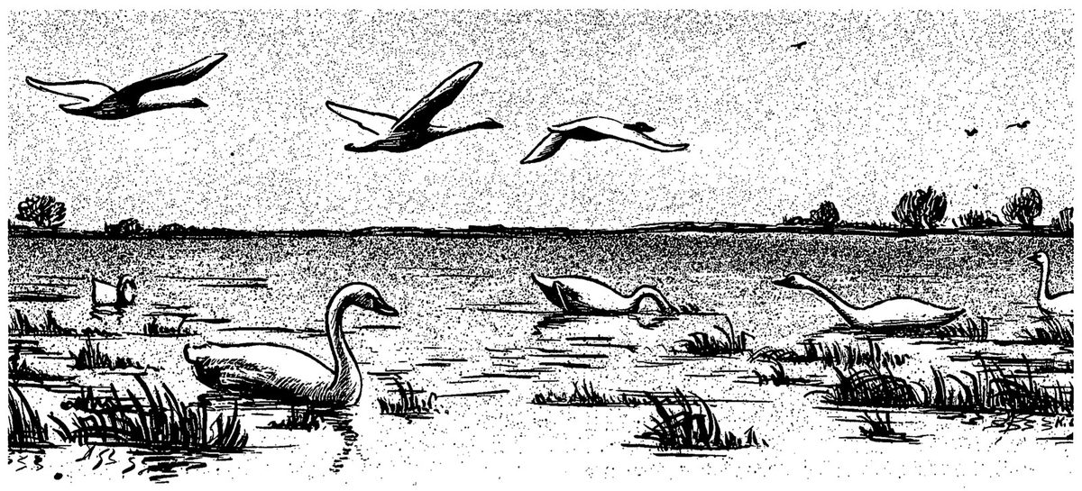 Whistling swans feeding on the marshes — Pen drawing of a marsh pool with several swans afloat or wading among clumps of grass, and three more swans flying across the sky above a low, tree-dotted horizon.