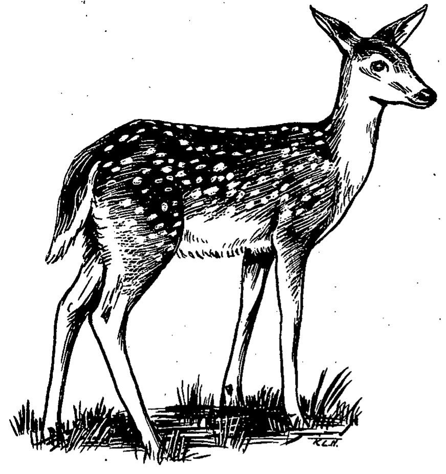 Fawn of white-tailed deer — Pen drawing of a spotted fawn standing in grass in side view, its head turned toward the right with ears raised.