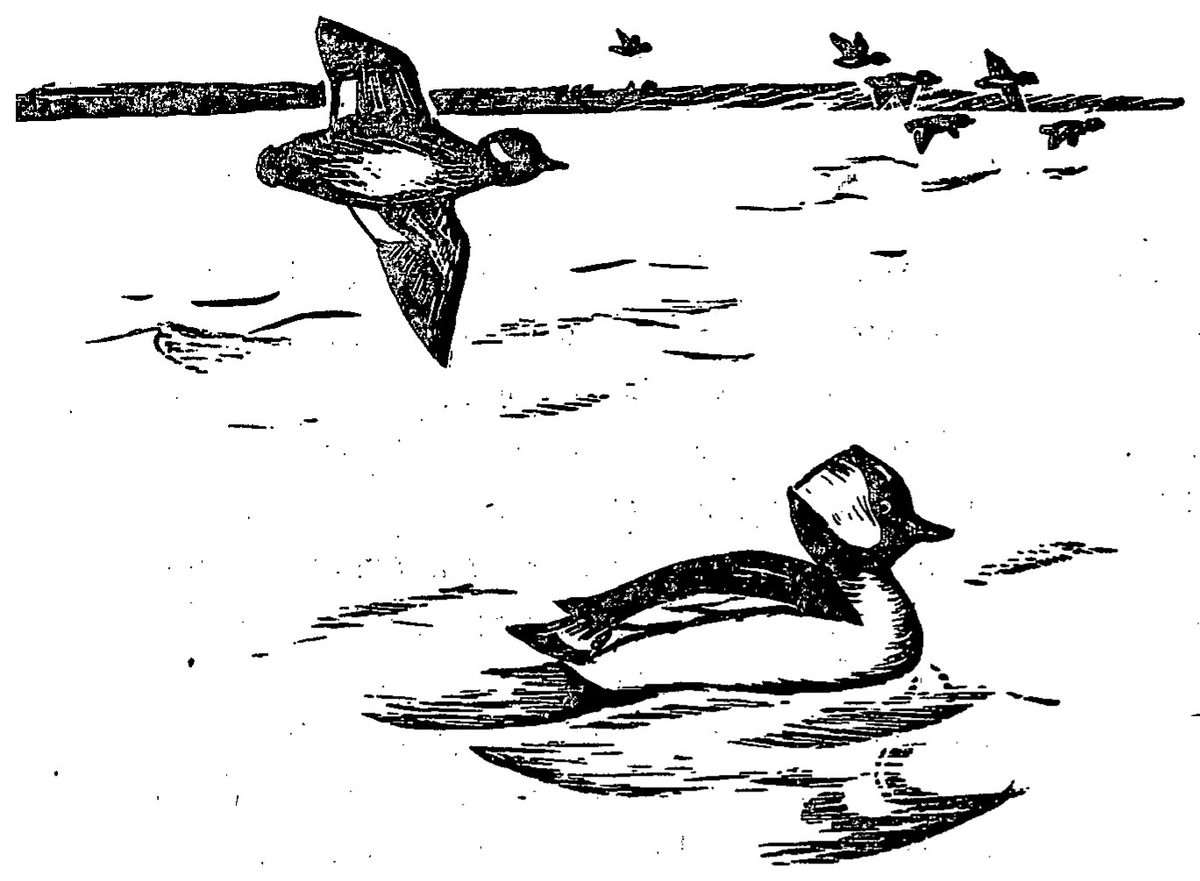 Buffleheads — Drawing of two small ducks on open water, one swimming with its large white-patched head in view and one flying overhead, with a small flock flying near a distant shoreline.