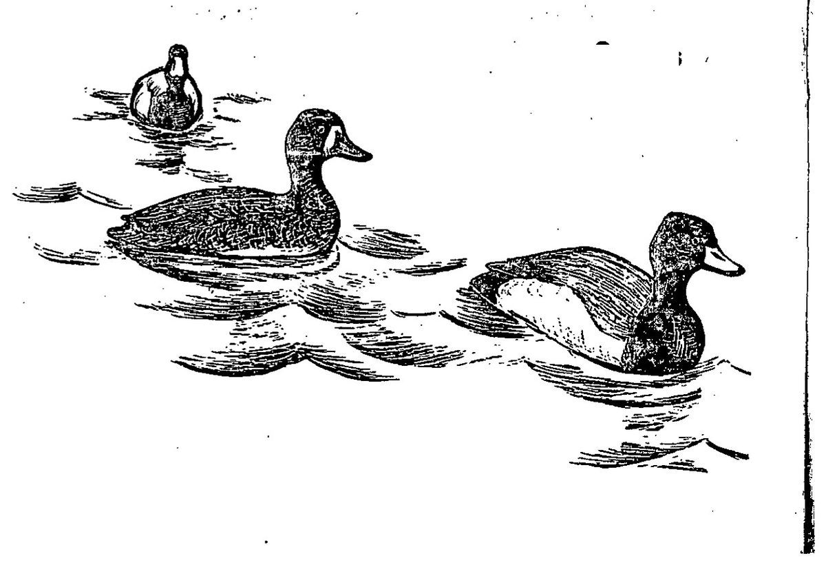 Scaups — Drawing of three ducks swimming on rippled water: a pale-sided drake and a darker duck close at hand, and a third seen head-on in the distance.