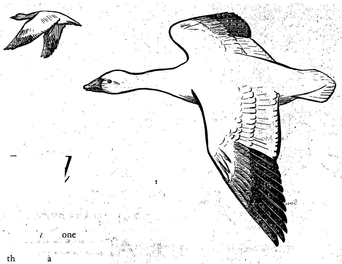 Snow geese — Drawing of a white goose in flight, wings spread and neck stretched forward, with black wing tips; a second, smaller goose flies in the upper left corner.