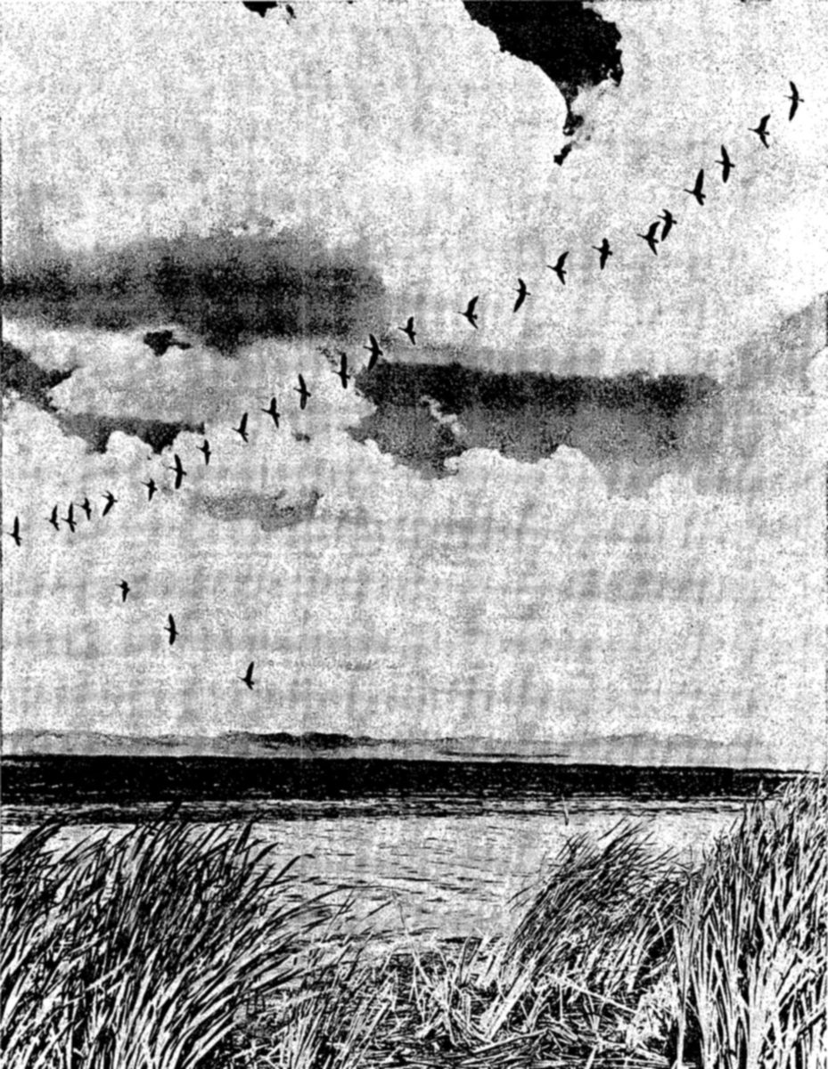 Opposite: Geese over Tule Lake, California — Photograph of a long diagonal line of geese climbing across a cloudy sky above open water, with tall marsh grass in the foreground.