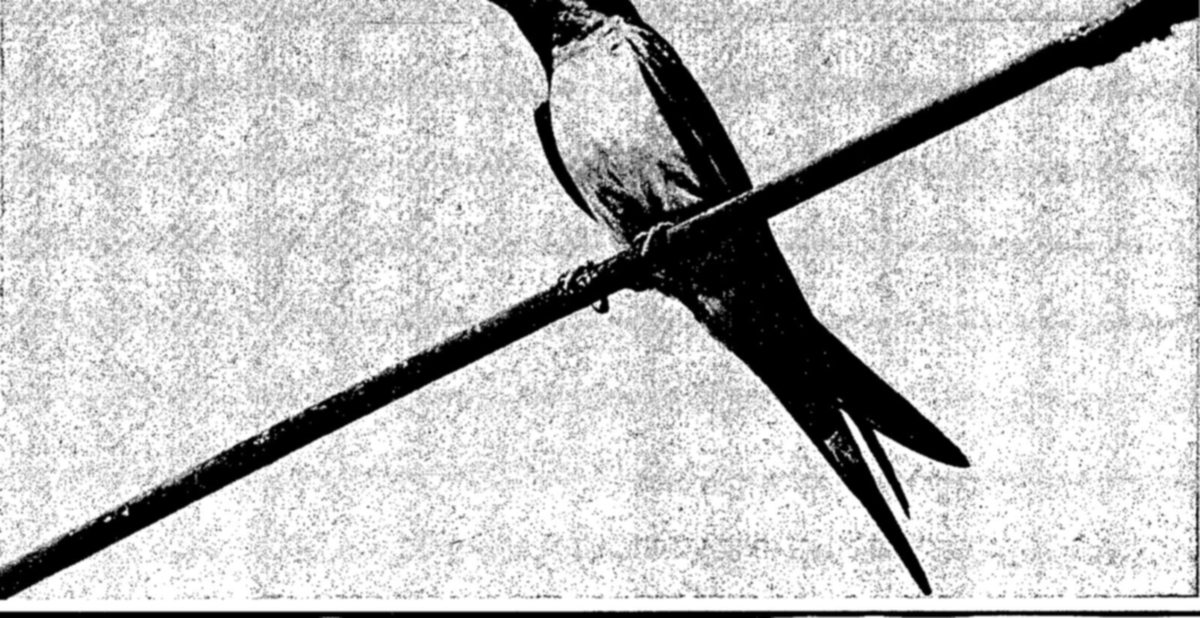 The barn swallow, a long-range migrant — Close photograph of a bird perched on a slanting wire, cropped to show its pale breast, folded wing and long, deeply forked tail.
