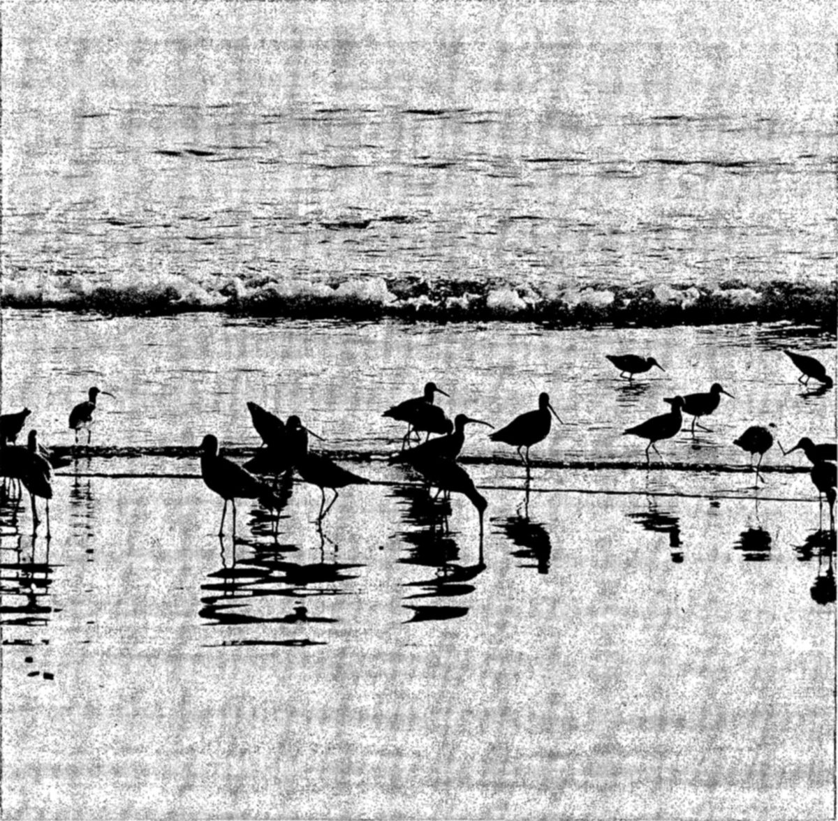 Shore birds feeding during migration — Photograph of a flock of long-legged, long-billed birds standing in silhouette in shallow water on a beach, with a breaking wave behind them and their reflections below.