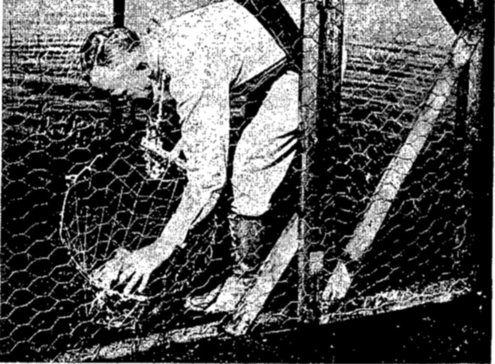 Photograph of a man in a light shirt bending over and reaching toward the ground, seen through a wire-mesh fence or cage in the foreground.