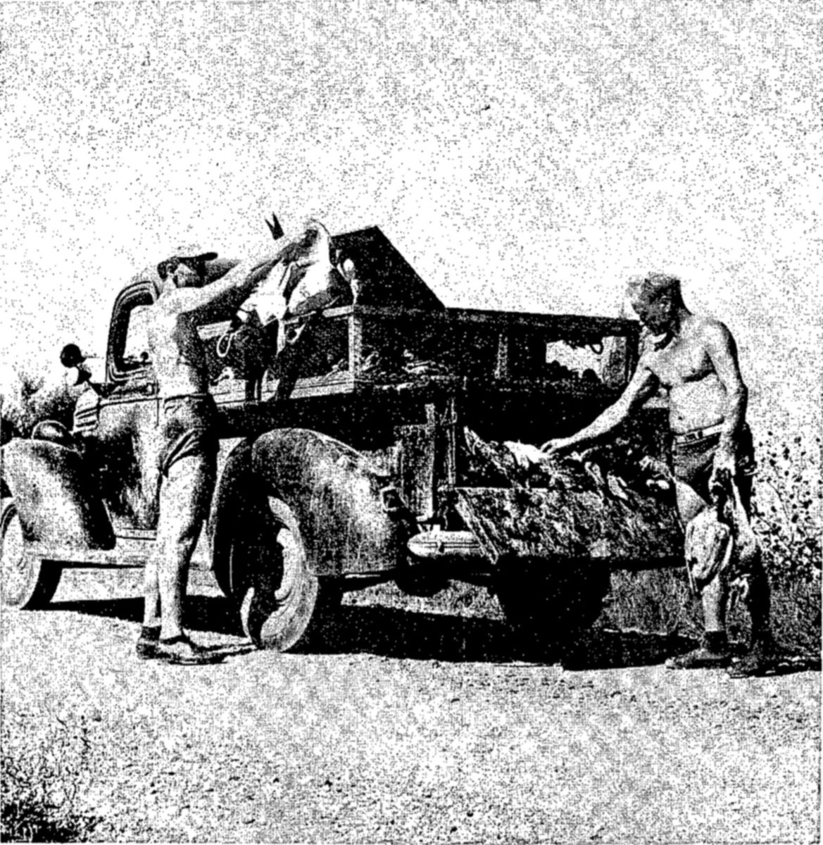 Ducks affected by botulism being collected for study and treatment. Research has helped reduce prevalence of this disease, which kills many western ducks. — Photograph of two shirtless men beside a pickup truck on a dirt road, one loading a bird into the truck bed and the other holding another bird by the legs.