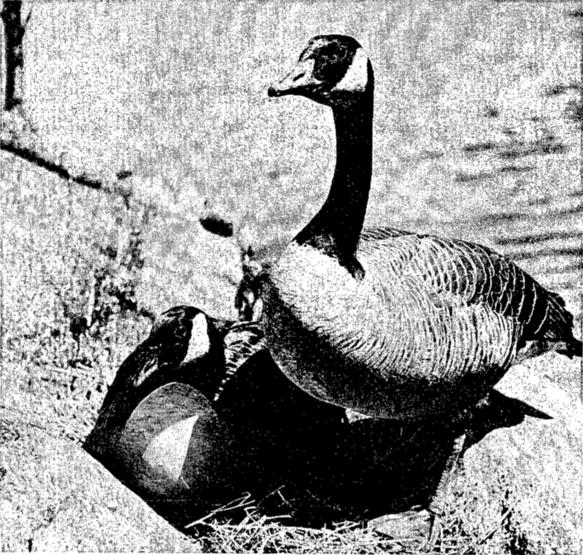 Canada geese — Photograph of one goose standing upright with its neck raised, and a second goose with white cheek patch settled low on a straw nest beside it, water behind.