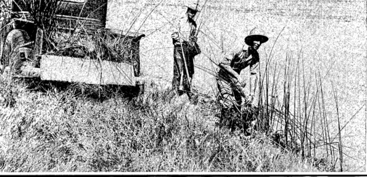 Planting round-stem bulrushes on a National Wildlife Refuge to control shoreline and provide food, shelter, and nesting materials for waterfowl — Photograph of two men in wide-brimmed hats on a grassy bank at the water edge, one stooping to set tall rushes, with a truck loaded with more rushes behind them.