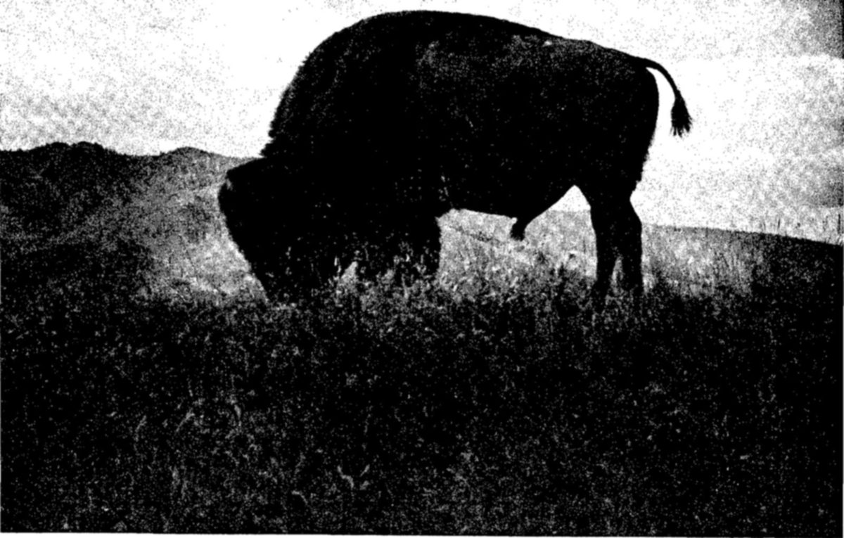 American bison on the National Bison Range, Montana — Photograph of one dark bison grazing with its head down, seen in side view against the sky on a grassy hillside.