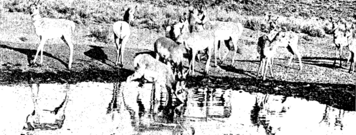 Prong-horned antelope on the Charles Sheldon Antelope Range, Nevada — A herd of about ten pronghorn stand on a sagebrush bank above a pool of water, one animal bending to drink, with their reflections in the water below.