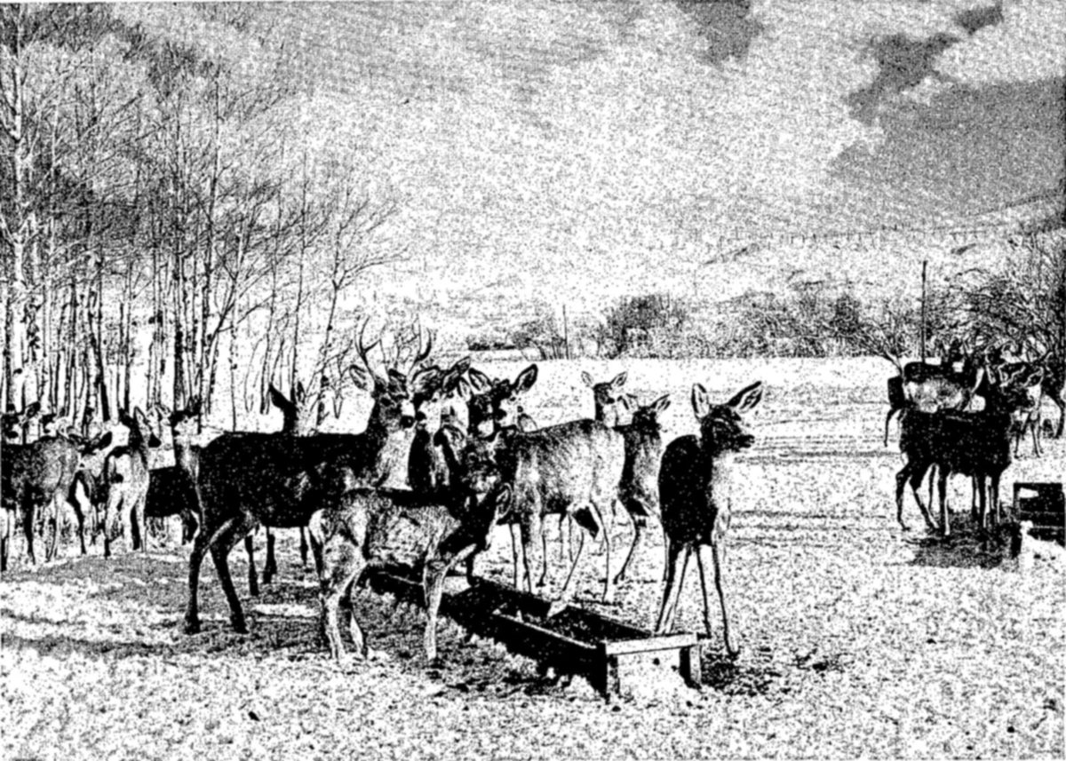 Mule deer at feeding troughs in winter, National Bison Range, Montana — Some twenty mule deer, including a buck with antlers, crowd around a long wooden trough on snowy ground, with bare trees at the left and a second group at the right.