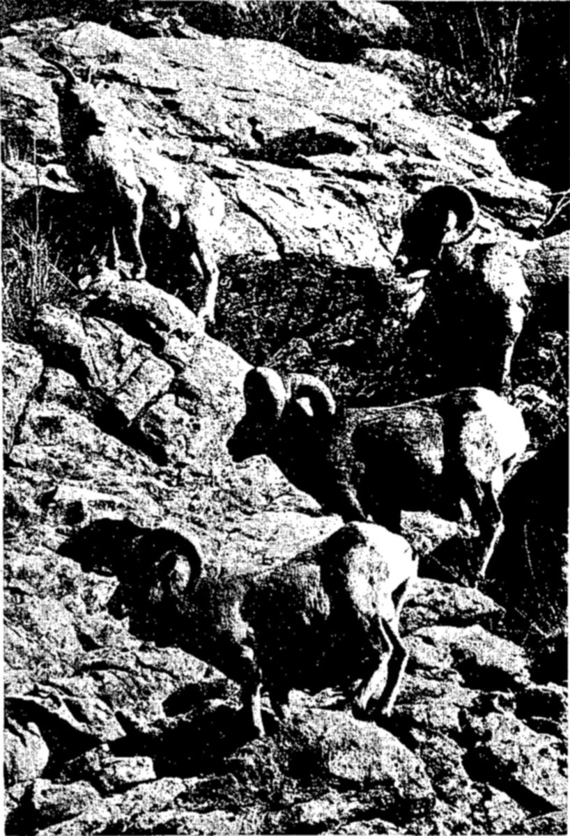 Above: Rocky Mountain sheep — Several rams with heavy curled horns, and a smaller animal at upper left, stand and climb on a steep, broken rocky slope.