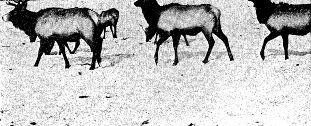 Below: Elk at Jackson Hole, Wyoming — A line of elk, at least four, walk across open snow, the one at left carrying antlers and a smaller animal partly hidden behind it.