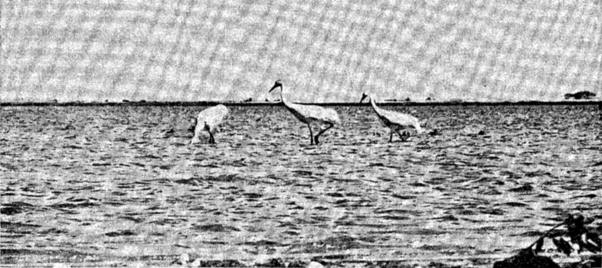 Whooping cranes on Aransas Refuge, Texas — Three tall white cranes wade in a wide stretch of rippled open water, two with long necks raised and one bent to feed, under a pale sky with a low shoreline behind.