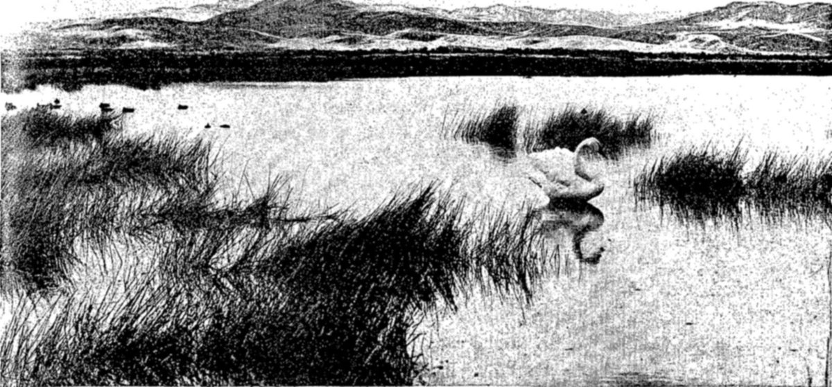 Trumpeter Swan on Red Rock Lakes, Montana — A single swan with its neck curved sits on open water among clumps of marsh grass, with a few small birds in the distance and low hills beyond the far shore.
