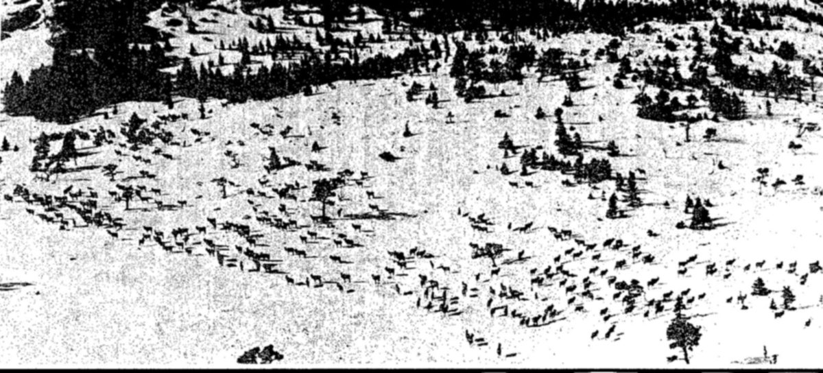 Hundreds of small dark animals are scattered across a wide snow-covered hillside dotted with scattered pines, with a dense band of dark evergreen forest along the top.