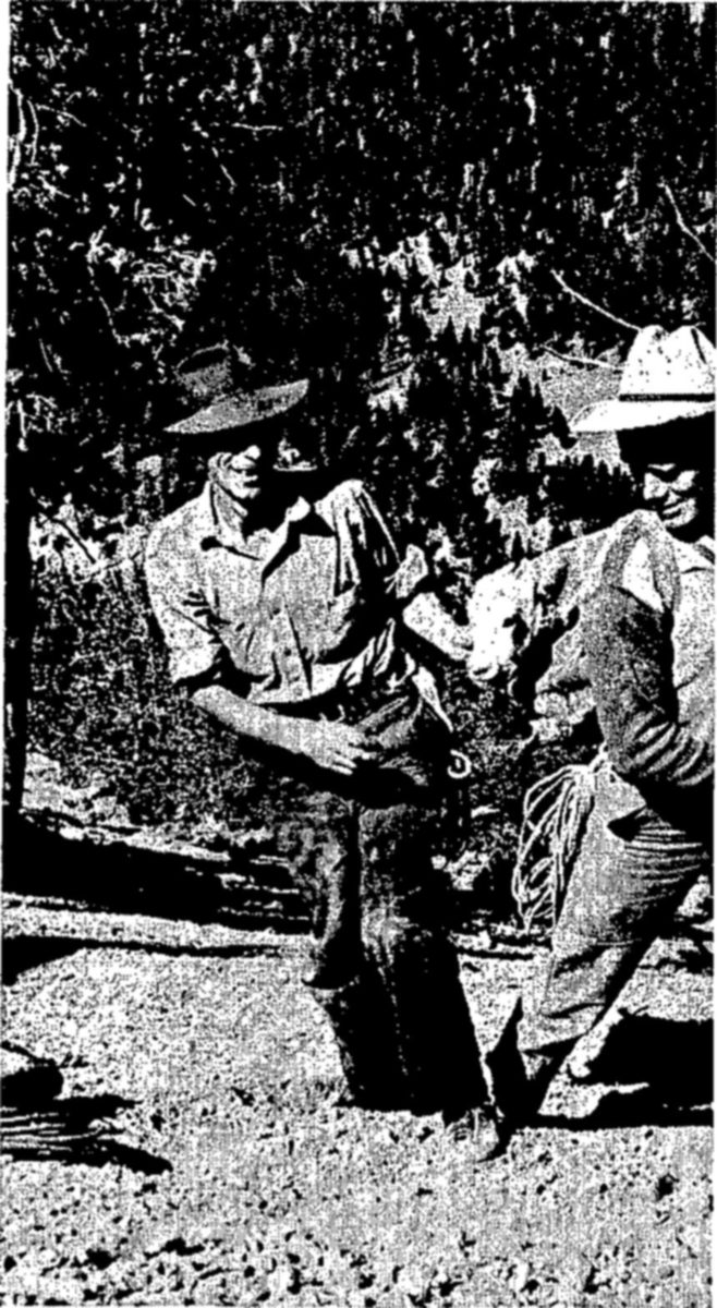 Above: Trapping sheep and goats on their r[?] high mountain peaks is particularly difficult. [?] a young goat is being carried down the m[?] — Two men in hats walk along a gravel slope below trees; the man at right carries a young goat over his shoulder, with a coil of rope at his side.