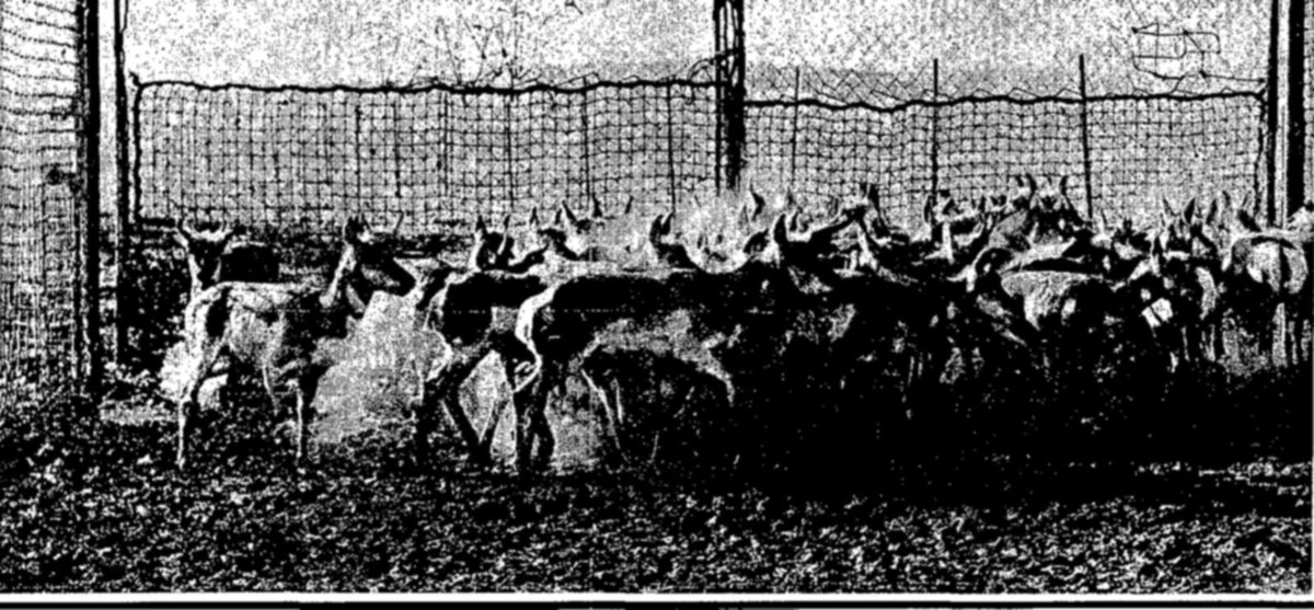 Below: Antelope for restocking are herded into traps, from which they are shipped by truck, train, or plane to their new range. Elk usually are caught in traps built around haystacks where the animals come for winter food; deer in large cage traps baited with salt or attractive foods such as mistletoe or cotton-seed cake. — A tightly packed herd of antelope stands inside a pen of tall netting fence, with dust rising among the animals and their heads and horns turned in different directions.