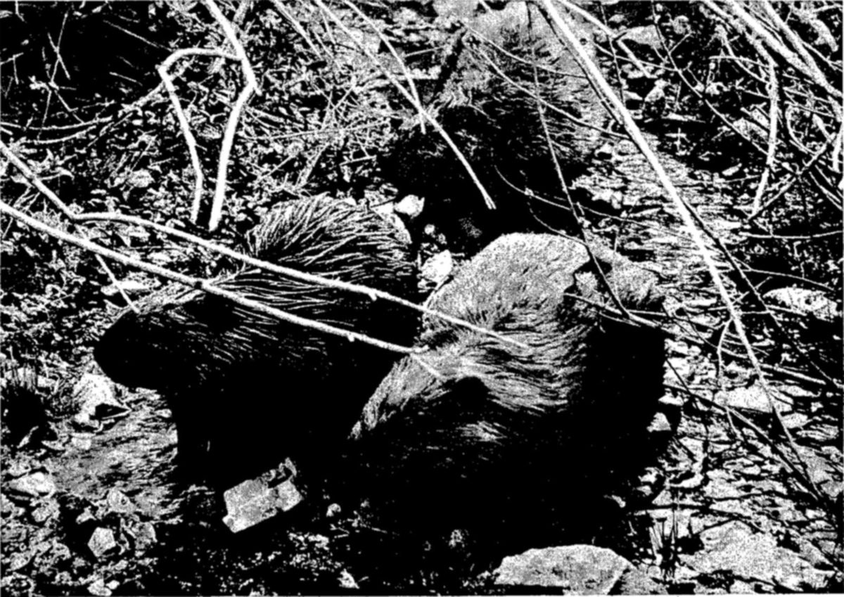 Two or three dark, furry beavers sit close together on stony ground among bare twigs and branches, their fur dark and their faces hard to see.