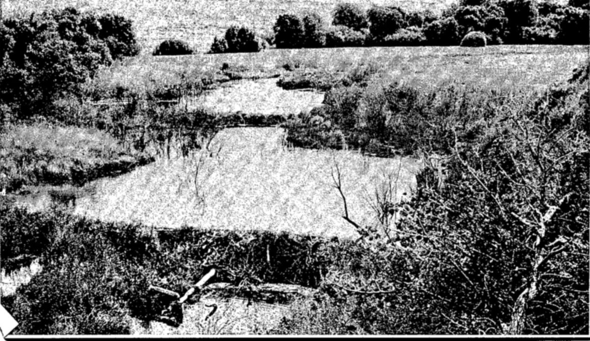 The beaver is nature's hydraulic engineer, habitually cutting down streamside trees, building dams, and living in the ponds so created. Near headwaters, it may be a useful agent for soil and water conservation. Downstream, in farming and irrigation districts, its activities may cause damage. Some States now regularly trap and transfer beaver to areas where their activities are useful. In the stream shown below, beavers built a series of dams, raised the water table, and turned semi-arid land into a good hay-producing meadow. — A winding stream widens into stepped ponds behind low dams, with brush and trees along the banks and a grassy meadow rising beyond.