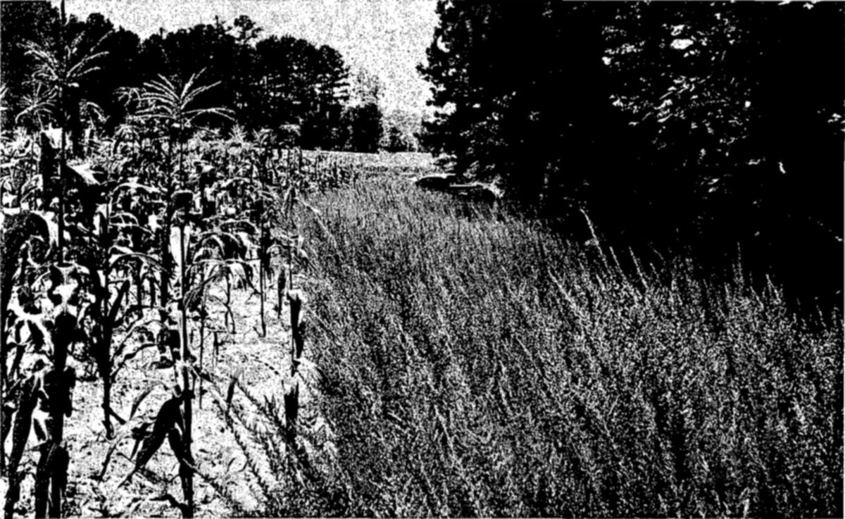 About 80 percent of all the wildlife of the country is produced on agricultural lands. Intelligent management of these lands can increase game; practices that lead to deforestation, erosion, and soil impoverishment result in dwindling wildlife stocks. In the southeastern parts of the United States, field border plantings of lespedeza, a leguminous plant, retard soil erosion at field edges, and provide food and cover for quail and other small game (above). On demonstration farms, (below) harmful effects of overgrazing contrast graphically with properly managed fields. — A row of corn stands at the left of a field, with a wide strip of dense, bushy plants growing along its edge and a stand of trees behind.