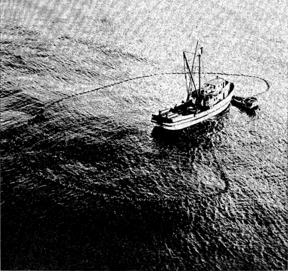 Seining for sardines on the coast of California — Seen from above, a fishing boat with two masts floats on open water with a small boat alongside, and a wide curve of floats marks the net encircling the water around it.