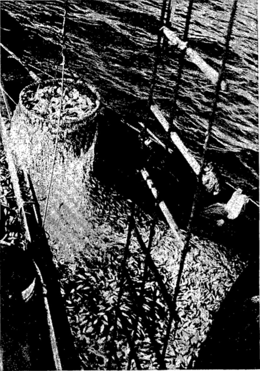 Left: Dipping menhaden from the net to the deck of the seiner. — Looking down on a boat deck, a large round net bucket full of small fish hangs among ropes, and the deck below is covered with more fish, with water at the top.