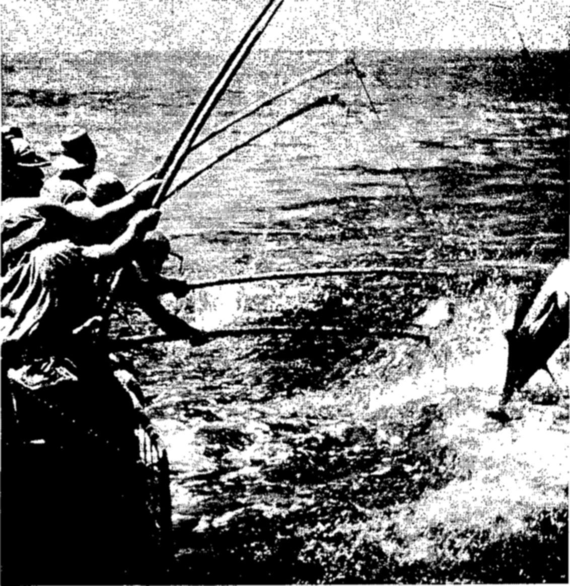 Above: Fishing for tuna in the Pacific Ocean. — A row of men at the left lean over a boat rail, hauling on long bent poles and lines while a large fish thrashes at the surface in churning water at right.