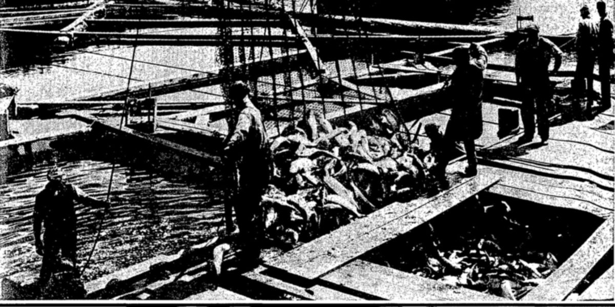 Men in work clothes stand on a wooden dock around a large heap of fish, with more fish in an open hold at the lower right and water beyond.