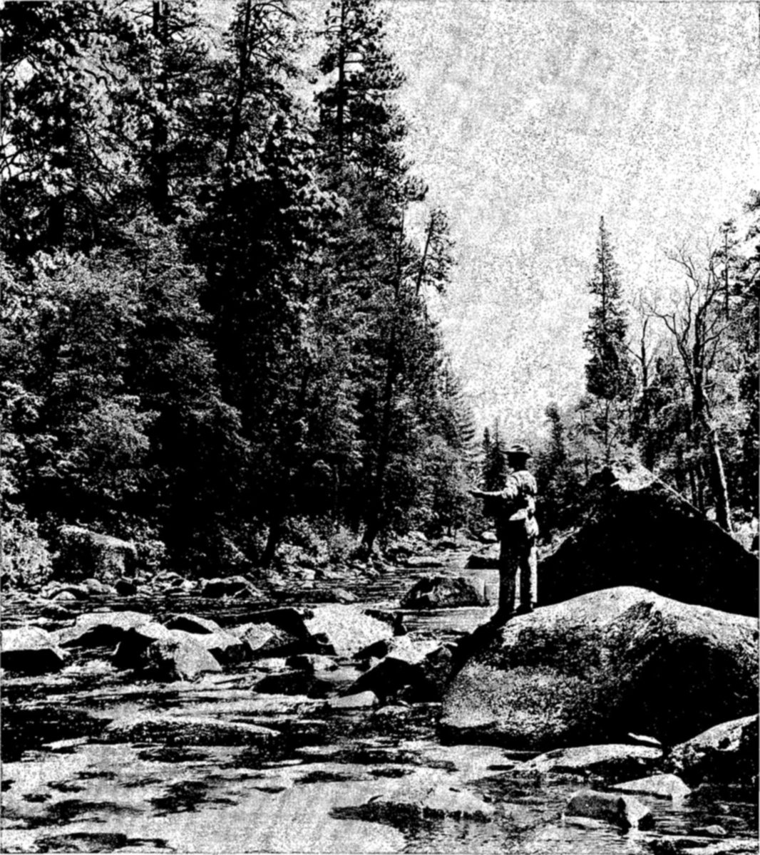 Trout fishing in Yosemite National Park, California — A man in a hat stands on a large boulder beside a shallow, rocky stream, casting a line, with tall evergreen trees rising behind him.