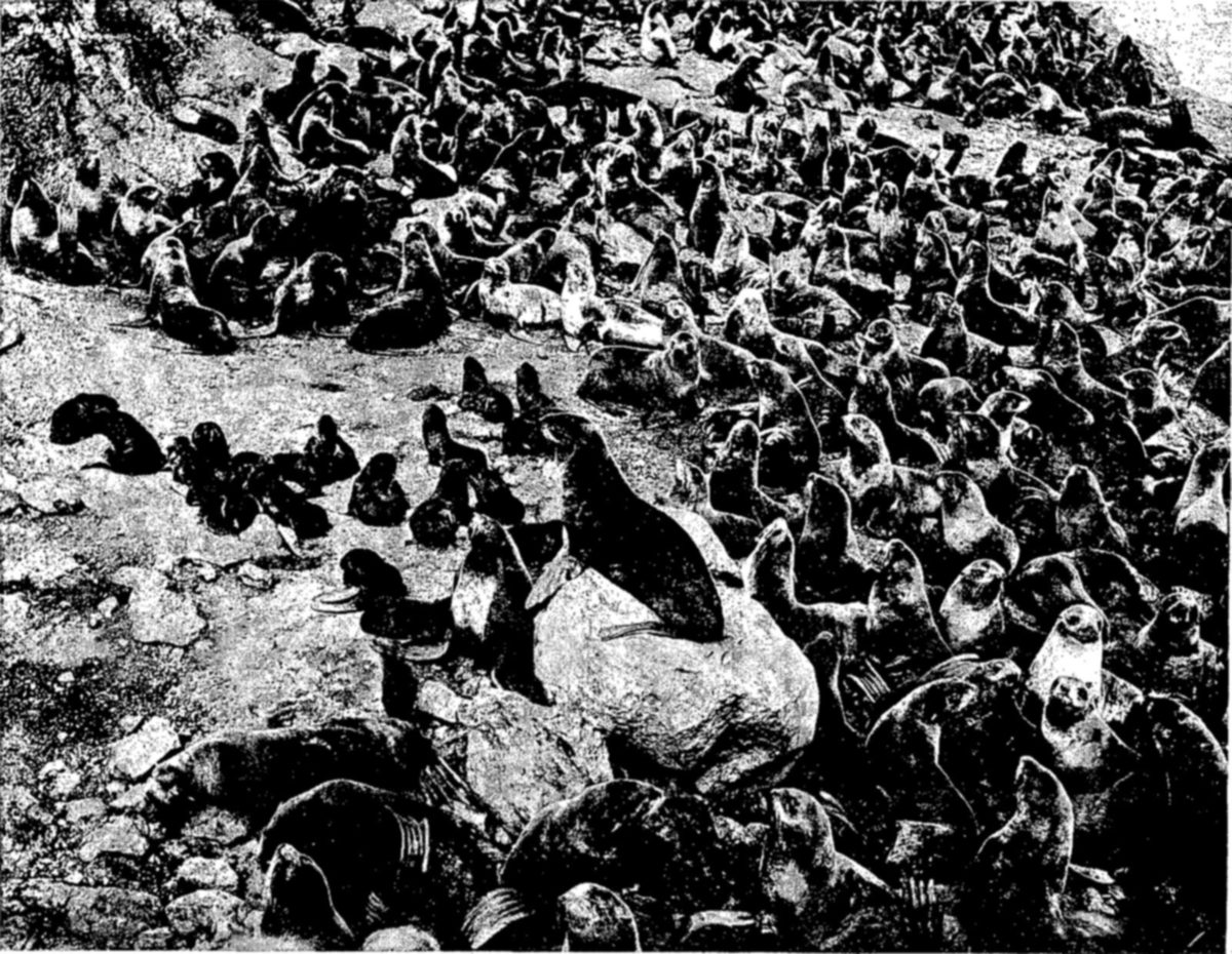 A dense crowd of fur seals covers a rocky shore, with one large seal sitting upright on a boulder in the middle and smaller dark pups gathered on the bare ground at left.