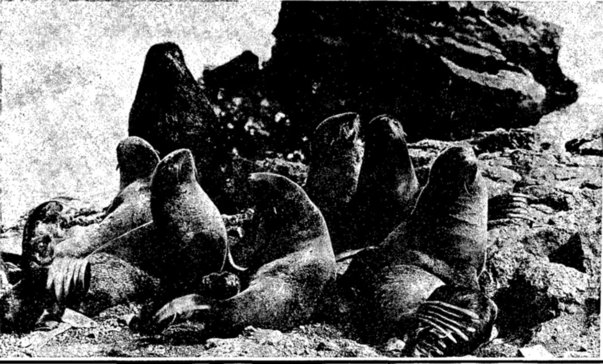 A close view of a small group of large fur seals lying and sitting among dark rocks, several raising their heads and showing their flippers.