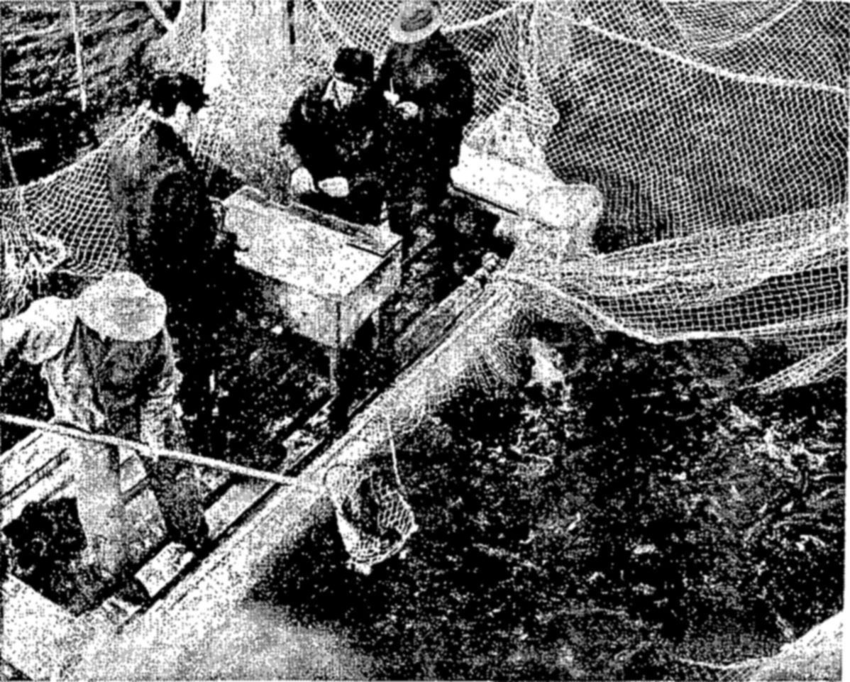 Tagging salmon as part of biological studies on the Fraser River — Four men stand on a plank walkway at a wooden box beside a pen full of fish, with a dip net and large mesh netting hanging over the water.