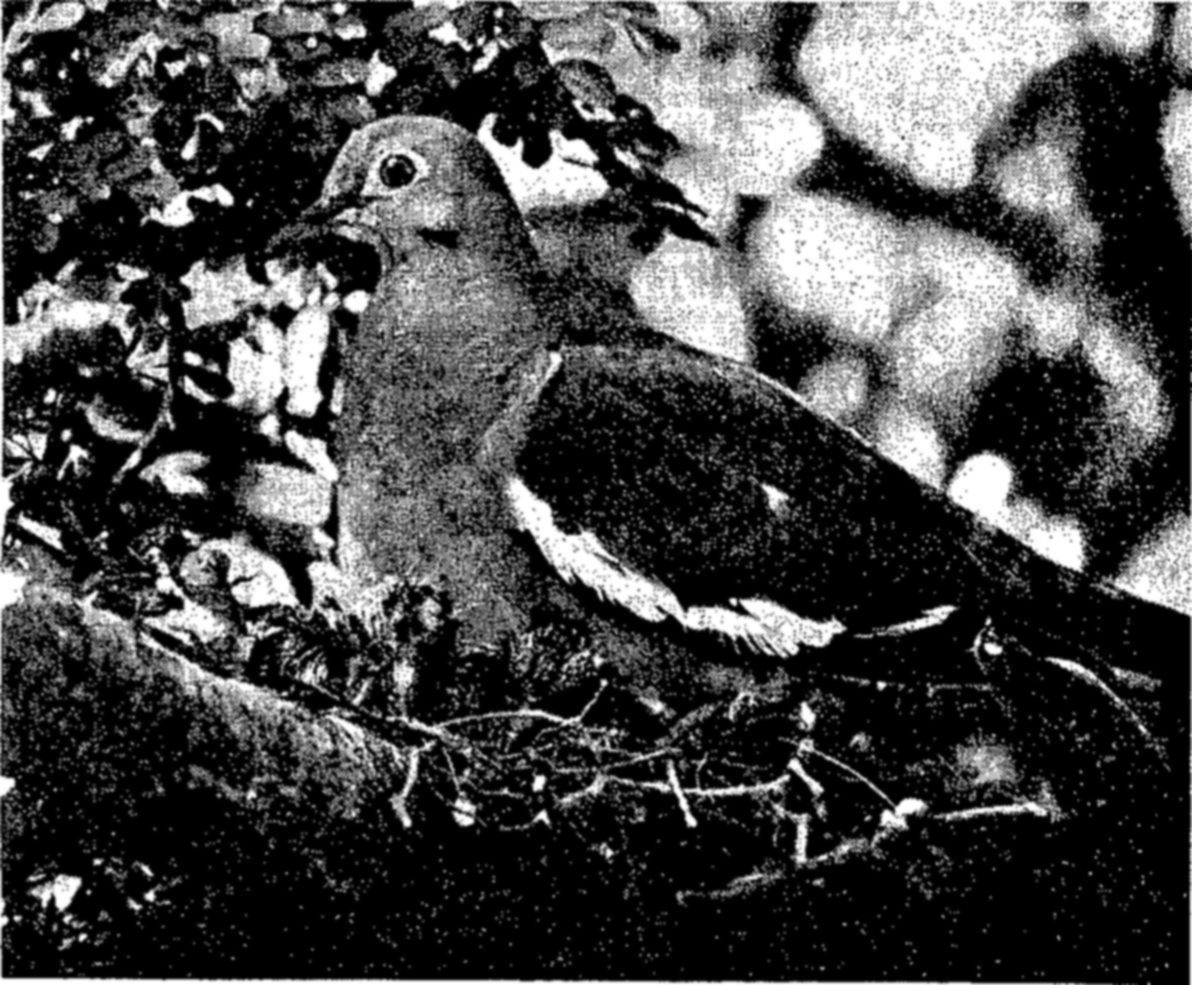 Some species of white-winged doves are migratory, spending part of the year in the southwestern parts of the U. S. A., migrating in winter as far south as Guatemala and El Salvador. — A white-winged dove sits on a nest of twigs, seen from the side with its head turned left, a white edge showing along its folded wing, leaves behind it.