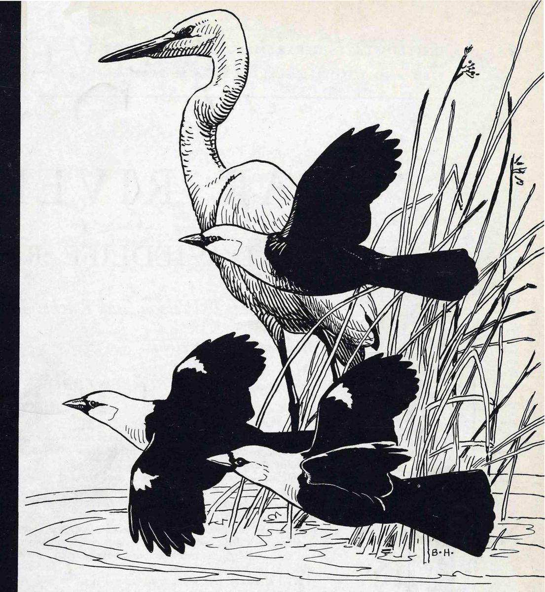 Cover: Egret and yellow-headed blackbird. Opposite page: Avocets — Black-and-white drawing for the booklet cover: a tall white heron stands among tall reeds at the water, while three dark blackbirds with pale heads and white wing patches fly low across it.