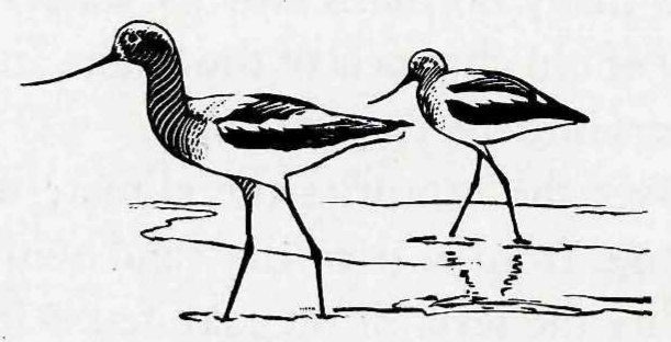 Small line drawing of two long-legged avocets with slender upturned bills and black-and-white backs, wading in shallow water.
