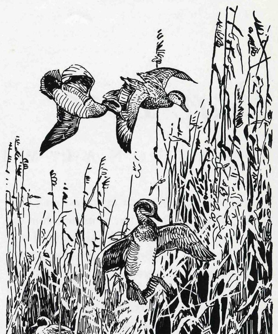 The Bear River marshes are famous for their green-winged teal, among the most beautiful of ducks and the smallest American waterfowl. — Pen drawing of green-winged teal in dense marsh reeds: two ducks fly above while a third, with wings spread, lands or lifts among the stalks.