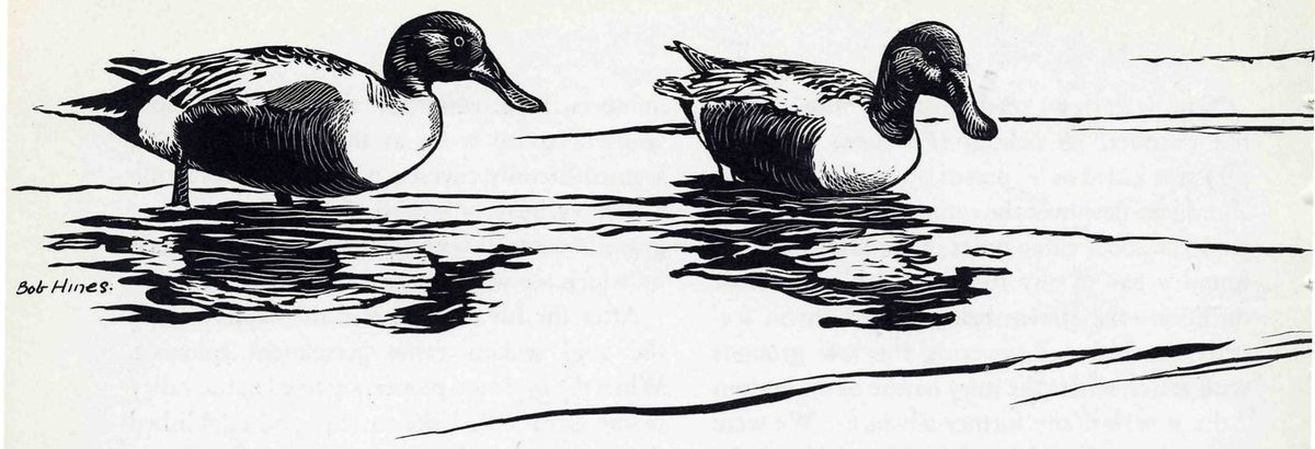 Although less abundant than the redhead, gadwall, or mallard, shovellers are seen in small numbers and may be recognized instantly by their large bills, highly specialized for surface feeding. Shovellers winter chiefly in the Southern States and Mexico. — Woodcut-style drawing of two shovellers with dark heads and broad bills, one standing and one floating in shallow water, with dark reflections beneath them. Signed Bob Hines.