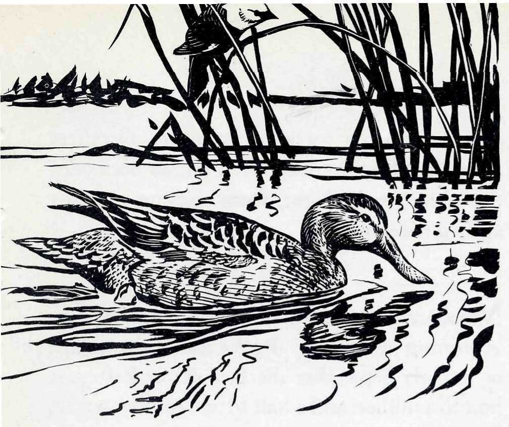 Woodcut-style drawing of a duck swimming on open water with its bill lowered, tall reeds behind it and a low shoreline in the distance.